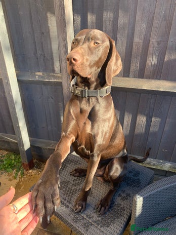 Hungarian Vizsla dogs Vizla/Vimaraner - Advert 4