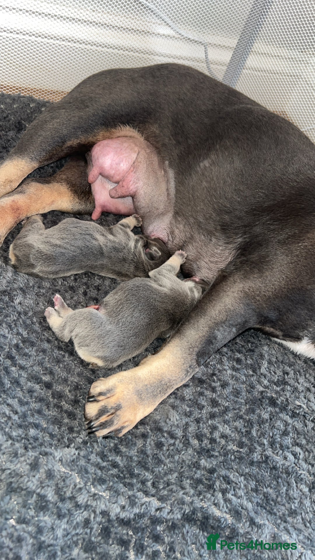 French Bulldog dogs for sale: Two Beautiful Girl French Bulldogs  - Image 11