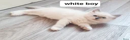 Ragdoll cats for sale: Pure ragdoll kitten  in Leicester - Advert 9