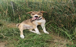 Mixed Breed dogs for adoption: 💖🐶 LISKA 🐶💖 - Image 8