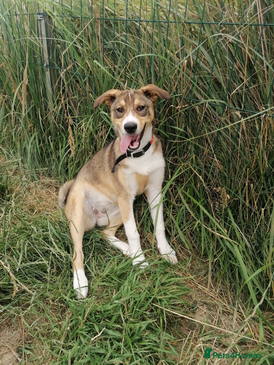 Mixed Breed dogs for adoption: 💖🐶 LISKA 🐶💖 - Image 8