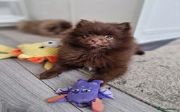 Pomeranian dogs for sale: READY TO LEAVE!! Female Chocolate Pomeranians  - Image 12