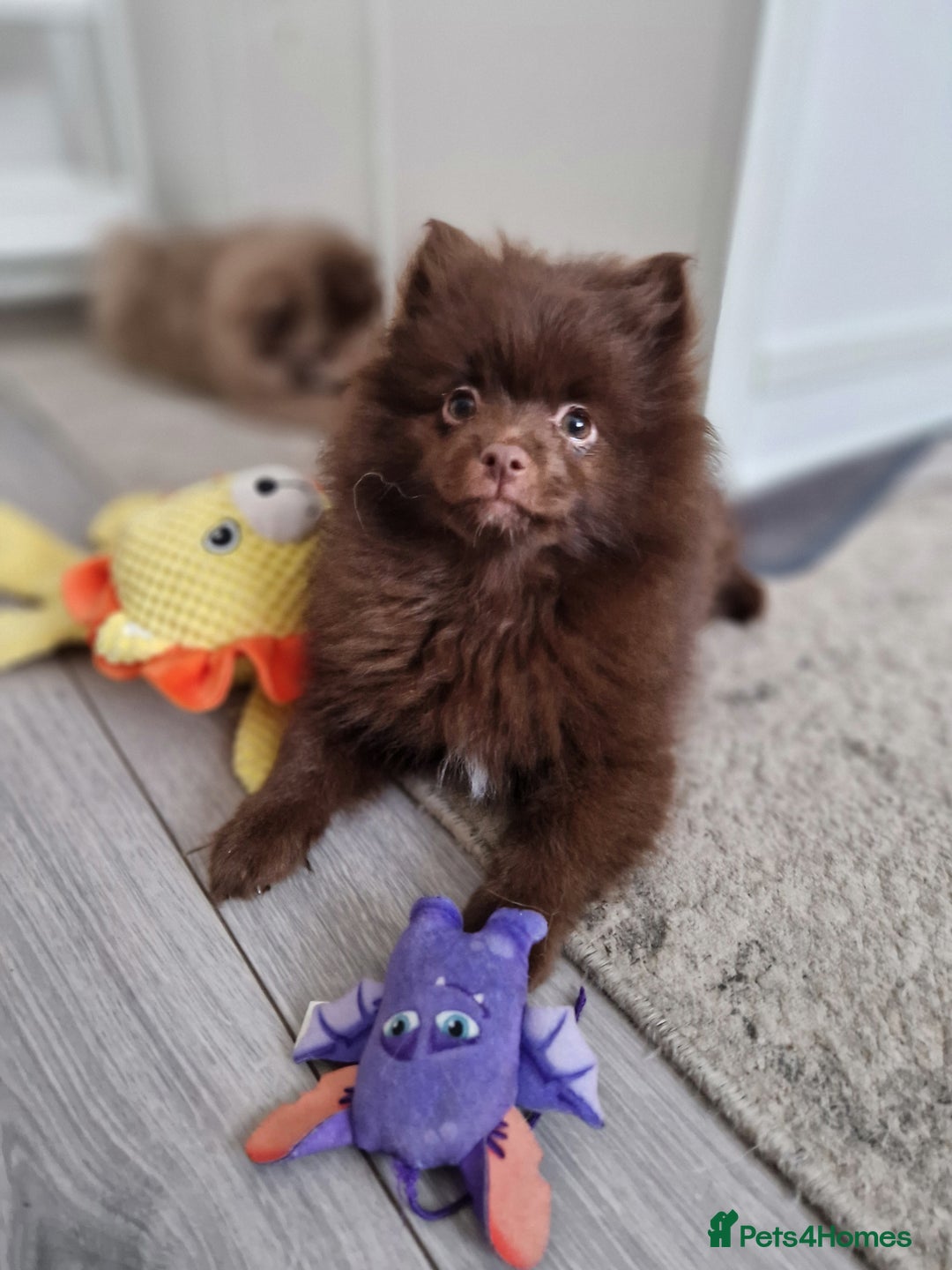 Pomeranian dogs for sale: READY TO LEAVE!! Female Chocolate Pomeranians  - Image 12
