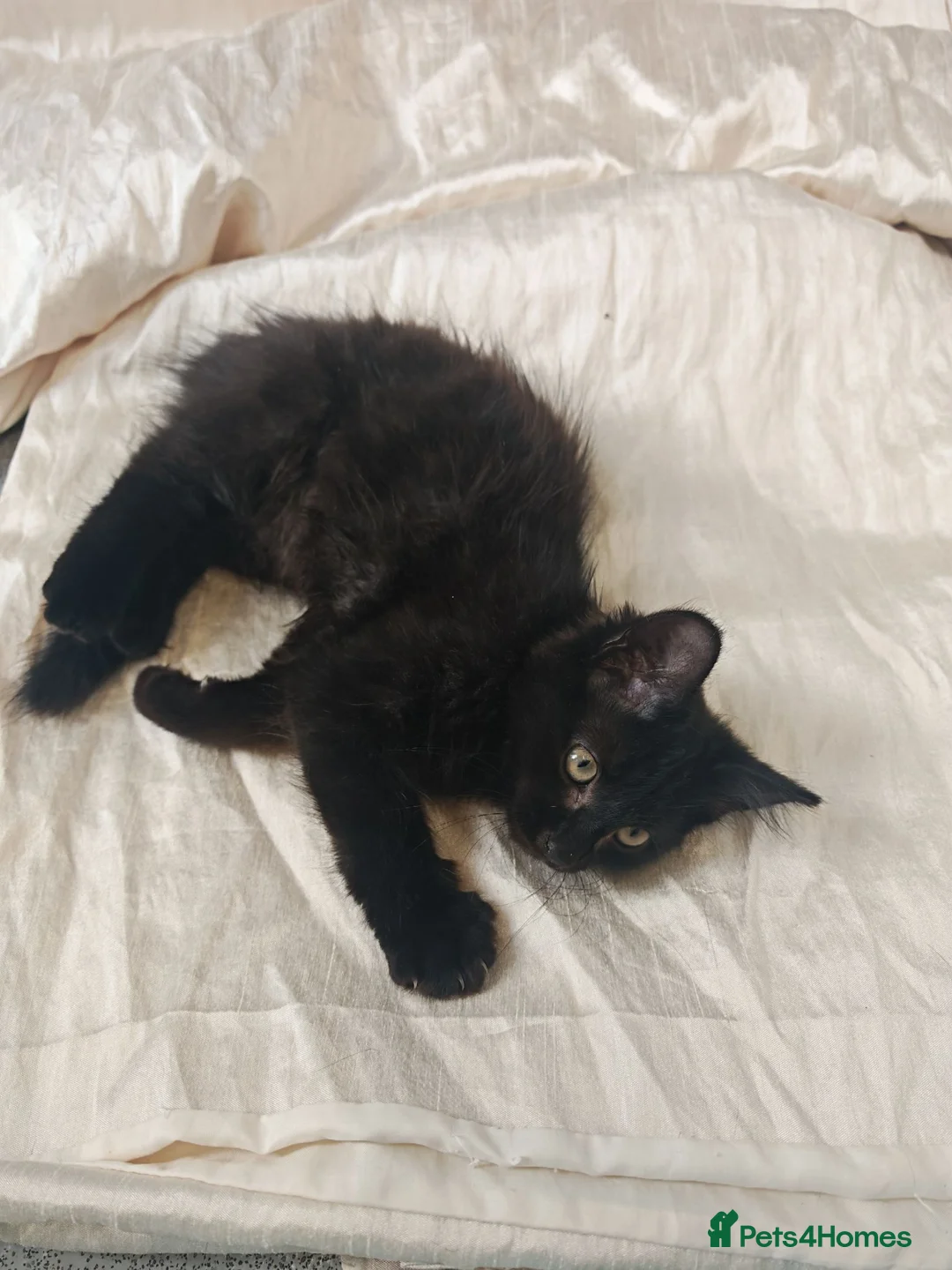 Mixed Breed cats for sale: Three lovely female kittens  - Advert 7