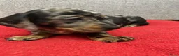 Miniature Dachshund dogs for sale: Beautiful Miniatures  - Advert 13