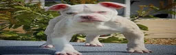 Olde English Bulldogge dogs for sale: 23❤️YEARS❤️5⭐️RATED❤️LICENSED❤️PROFESSIONALS❤️ - Advert 8