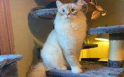 Ragdoll cats for sale: One gorgeous boy,  Luxury pedigree. - Image 26