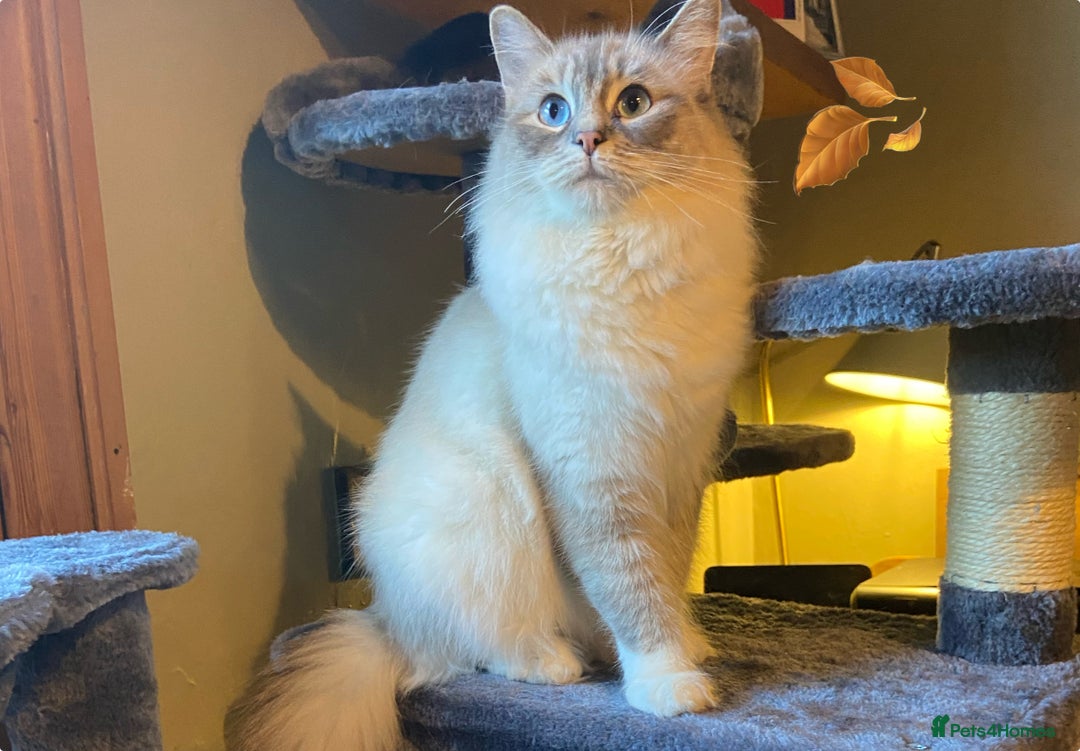 Ragdoll cats for sale: One gorgeous boy,  Luxury pedigree. - Image 26