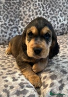 Cocker Spaniel dogs - Advert 11