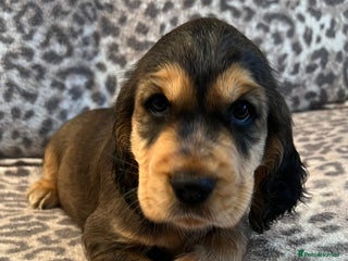 Cocker Spaniel dogs - Advert 34