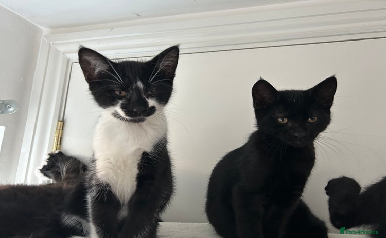 Domestic Shorthair cats - Advert 1