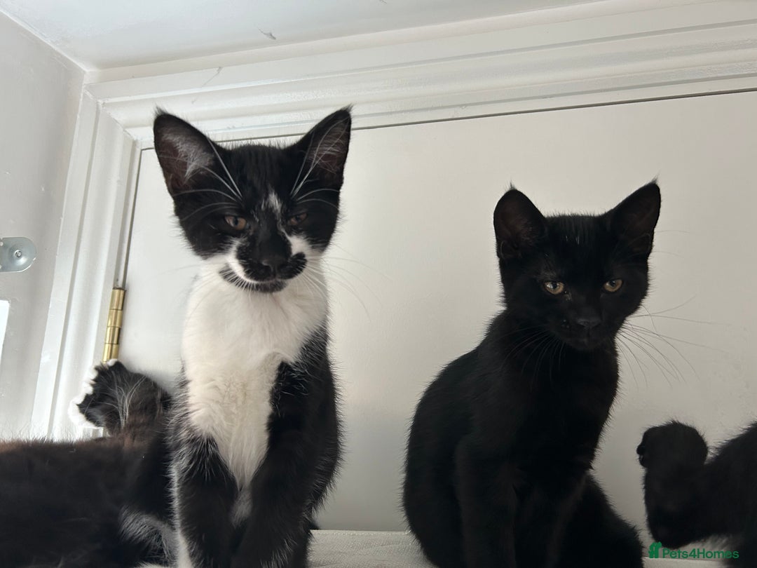 Domestic Shorthair cats for sale: 4 black and white kittens  - Image 1
