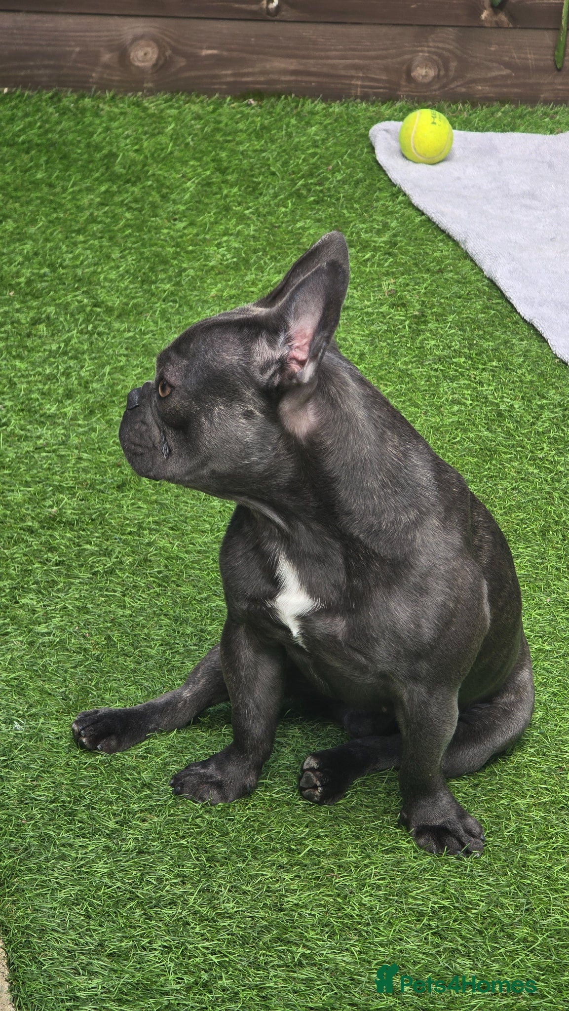 French Bulldog dogs for stud: French Bulldog for stud  - Advert 5