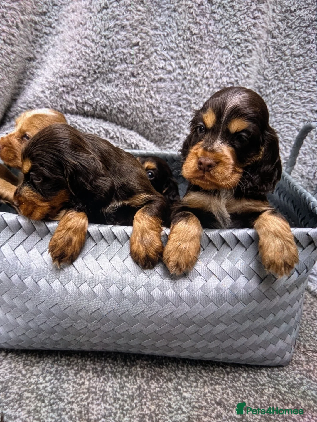 Cocker Spaniel dogs for sale: show cocker spaniel puppies health tested parents - Advert 18
