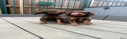 Sprocker dogs for sale: sprocker puppies  - Advert 5