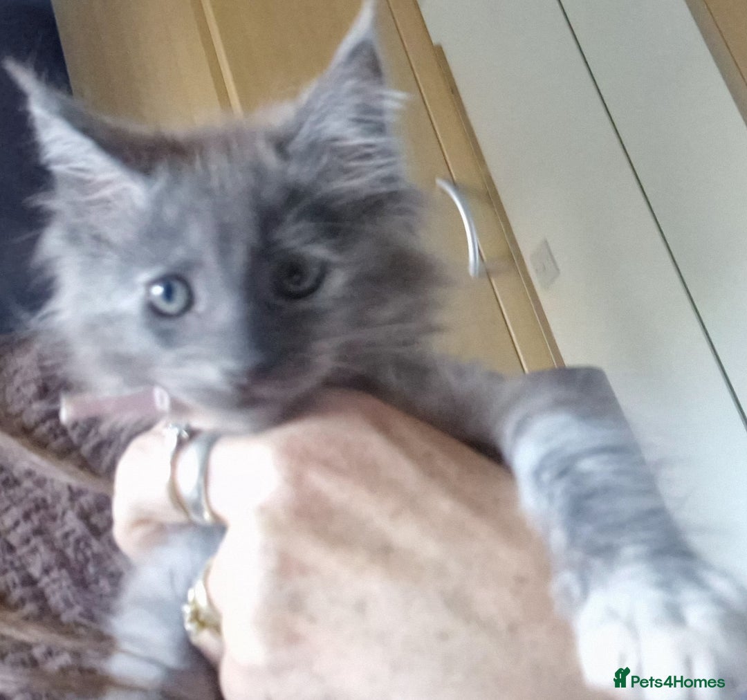 Maine Coon cats for sale: Beautiful Fluffy Maine Coon Kittens - Image 18