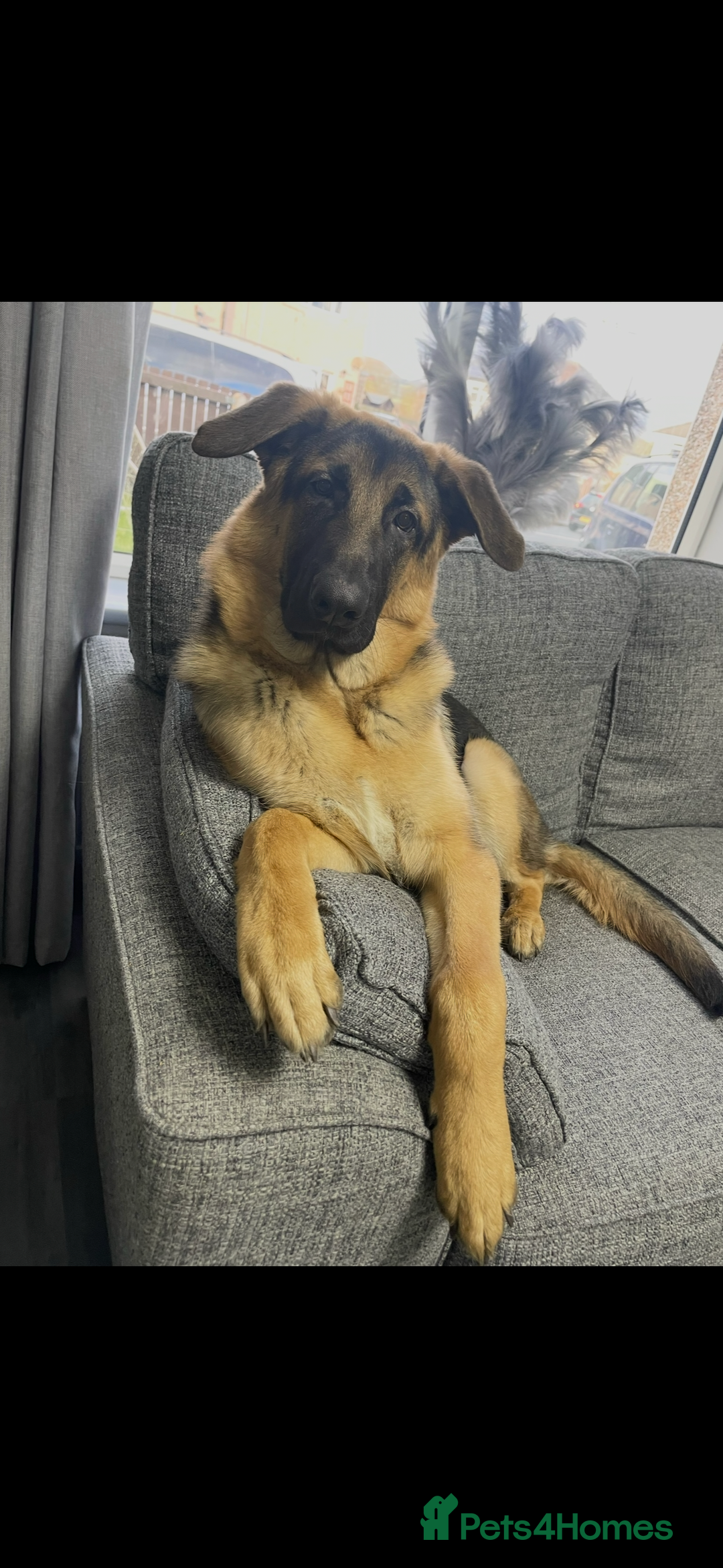 German Shepherd dogs for sale: 2 year old male German shepherd  - Advert 2