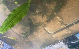 Bettas fish for sale: 25 gal tank + fish - Image 4