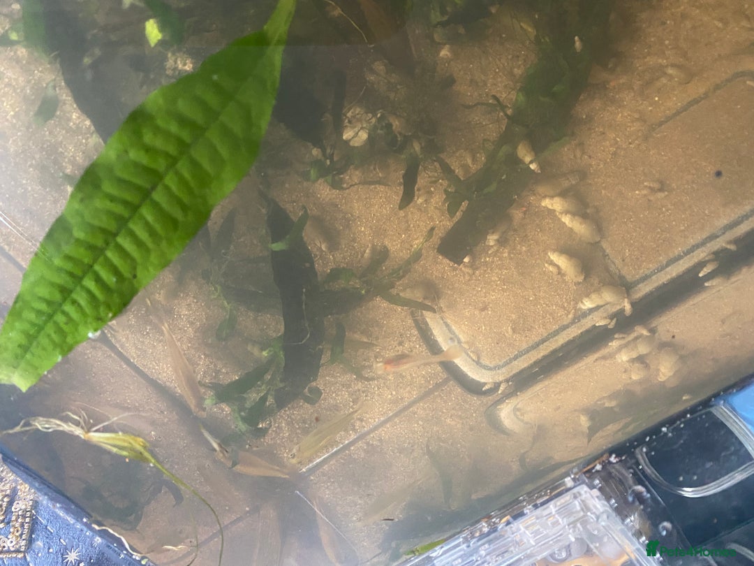 Bettas fish for sale: 25 gal tank + fish - Image 4