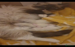 Ragdoll cats for sale: 💗Beautiful GCCF Registered Ragdoll Kittens. - Image 24