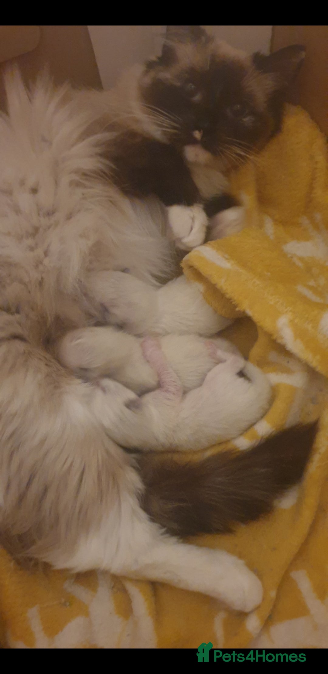 Ragdoll cats for sale: 💗Beautiful GCCF Registered Ragdoll Kittens. - Image 24