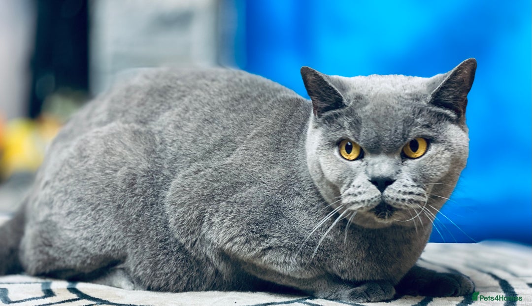 British Shorthair cats for sale: British shorthair male and 2 female 🩵💠🖤 - Image 7
