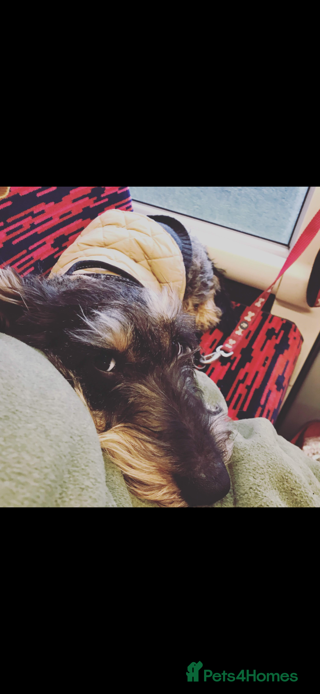 Dachshund dogs for sale: Herman Dachshund  - Image 9