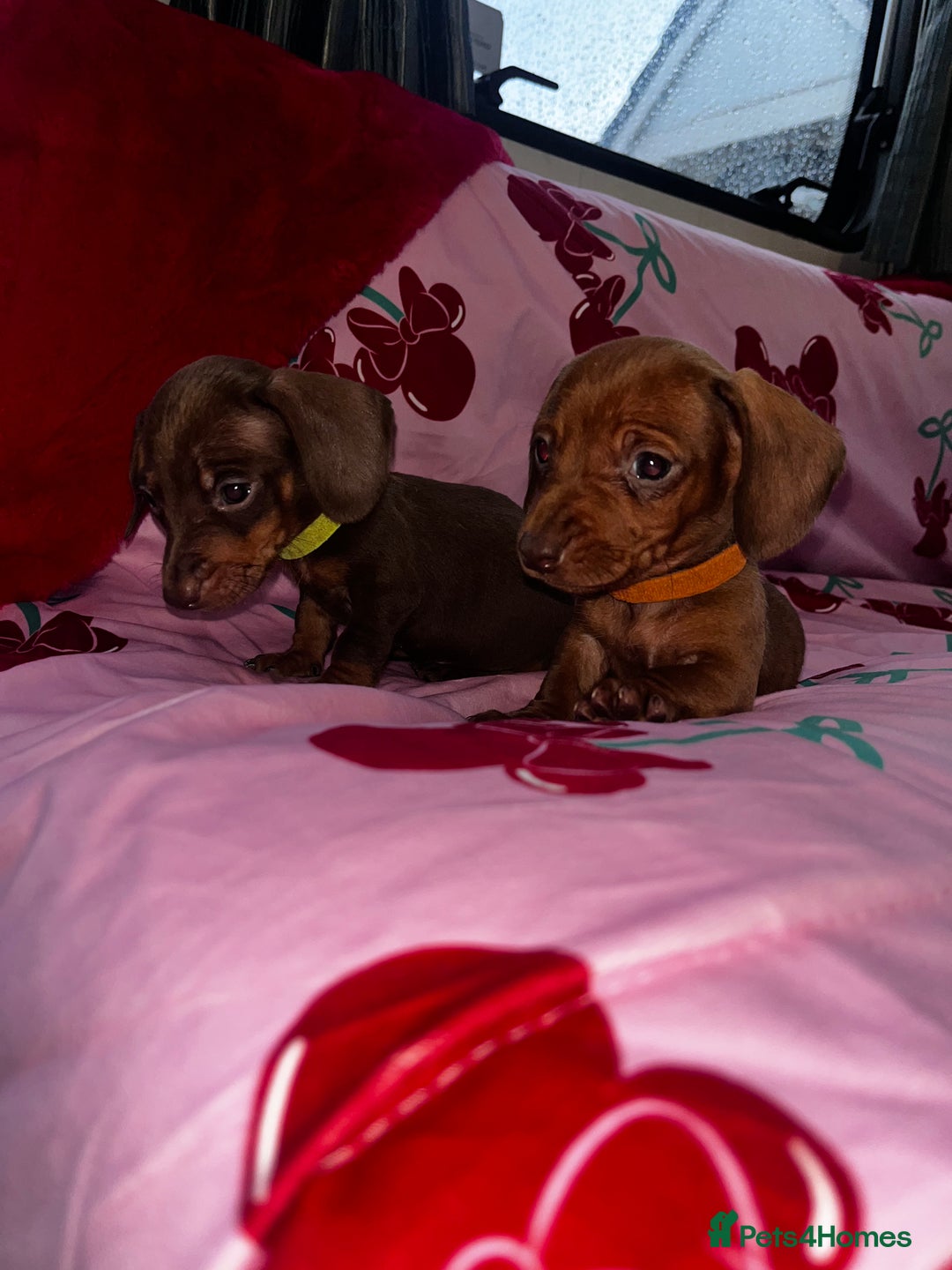 Miniature Dachshund dogs for sale: Miniature dachshund  - Advert 5