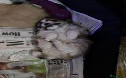 Mixed Breed dogs for sale: Pomeranian Puppies - £1,500 each - Image 17