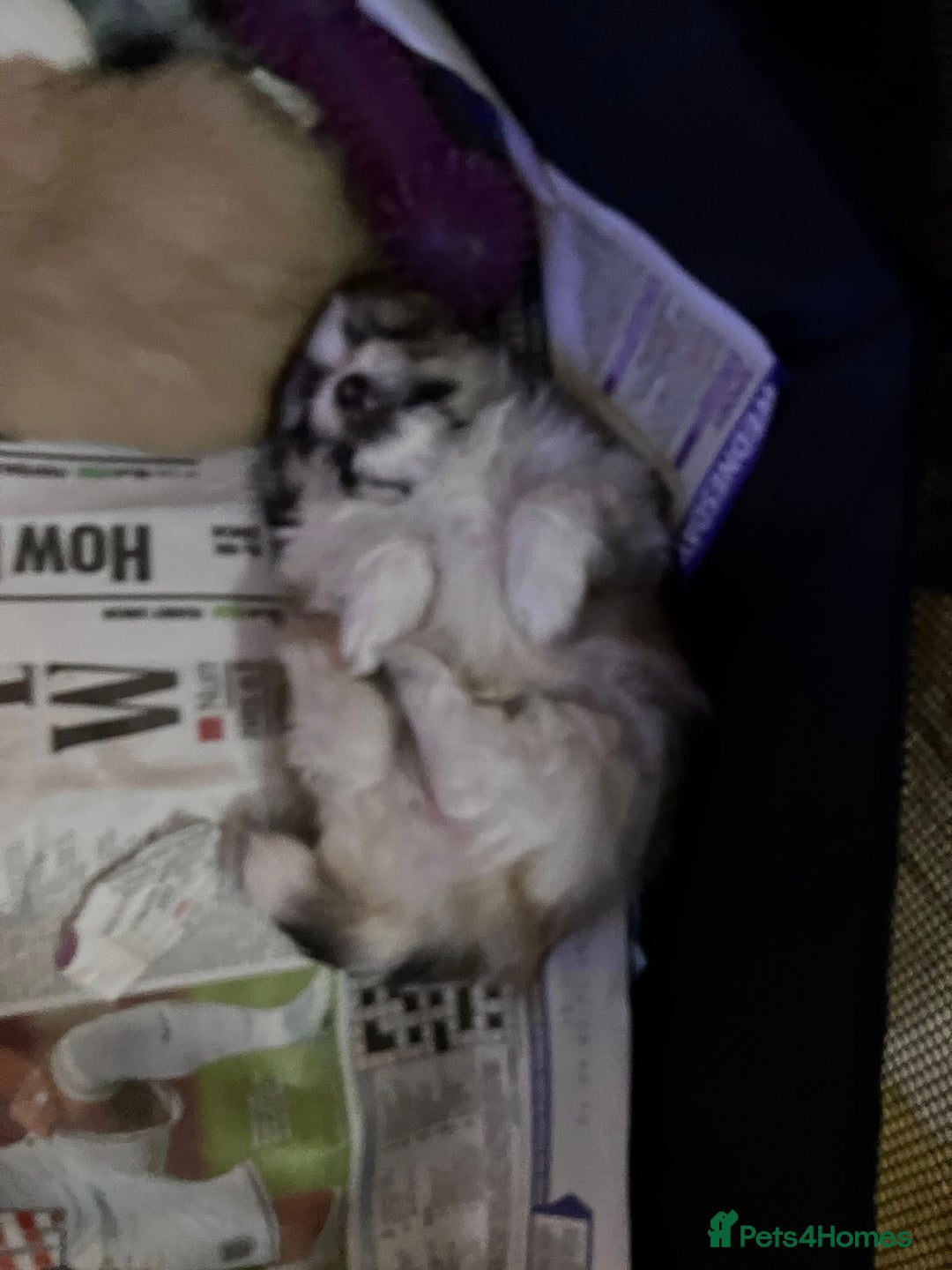 Mixed Breed dogs for sale: Pomeranian Puppies - £1,500 each - Image 17