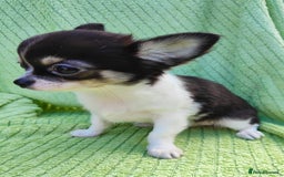 Chihuahua dogs for sale: Amazing Quality Long Coat Chihuahua puppies - Image 14