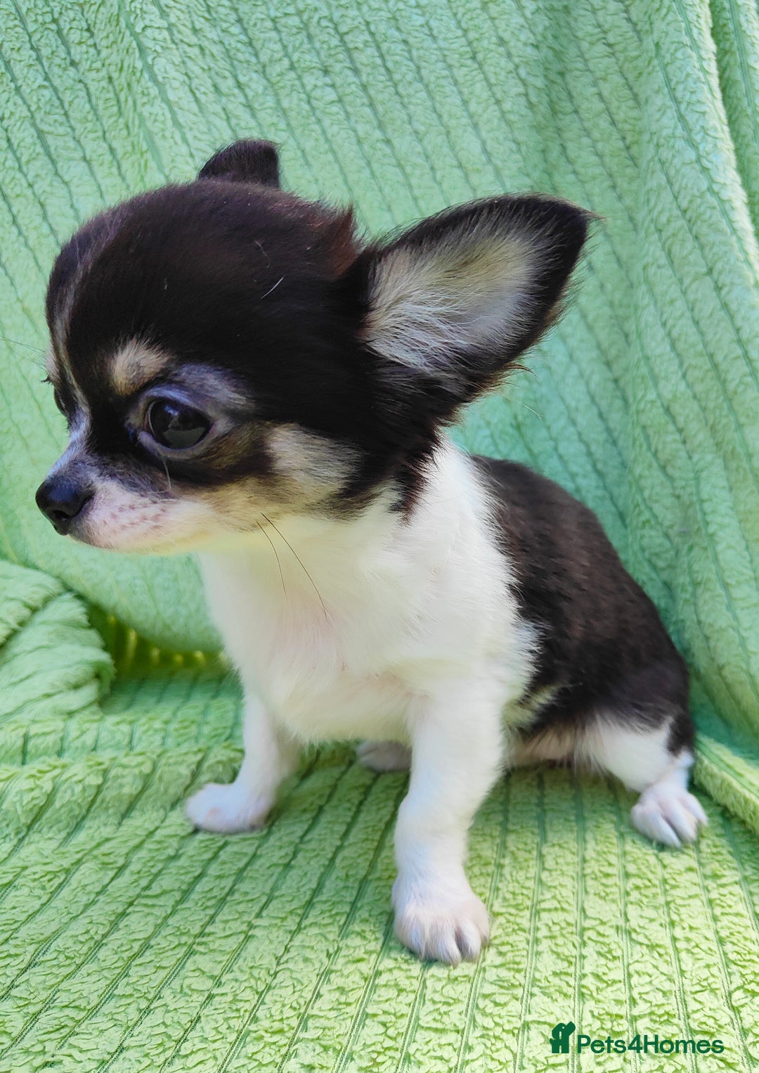 Chihuahua dogs for sale: Amazing Quality Long Coat Chihuahua puppies - Image 14