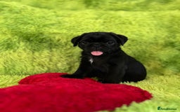Pug dogs for sale: Loving Pug Puppies  - Image 6