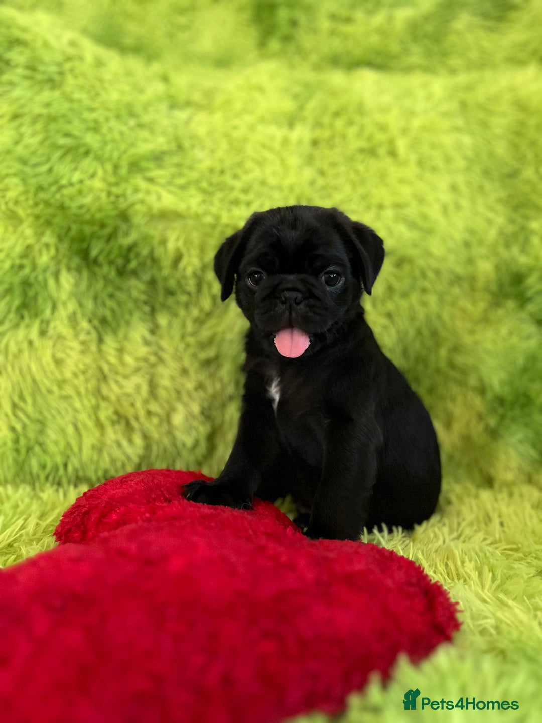 Pug dogs for sale: Loving Pug Puppies  - Image 6