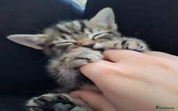 Domestic Shorthair cats for sale: Male kitten 8 weeks old  - Image 4