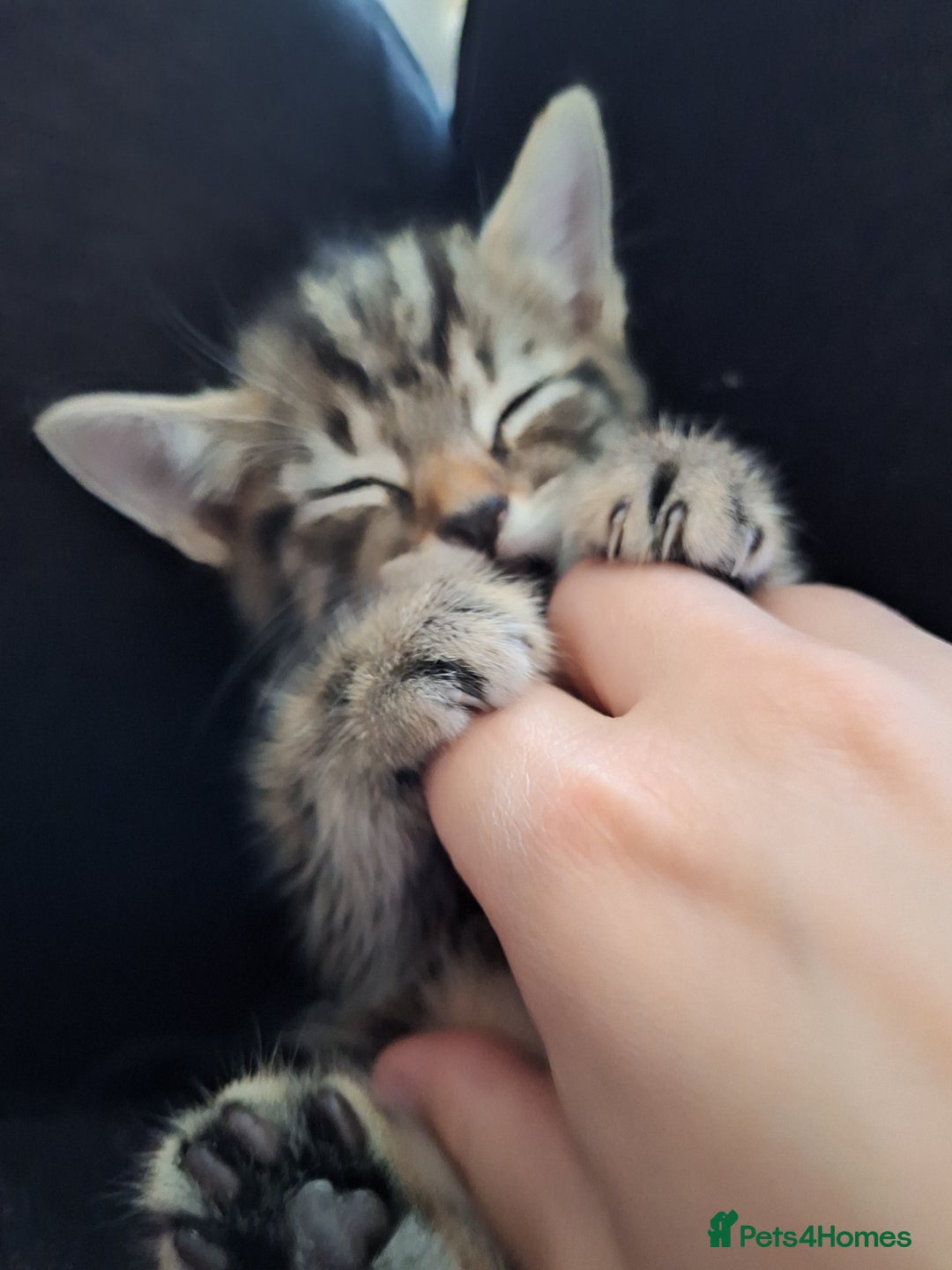 Domestic Shorthair cats for sale: Male kitten 8 weeks old  - Image 4