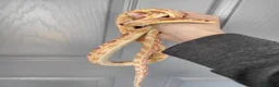 Corn Snake reptiles for sale: Fabulous to handle corn snakes - Advert 2