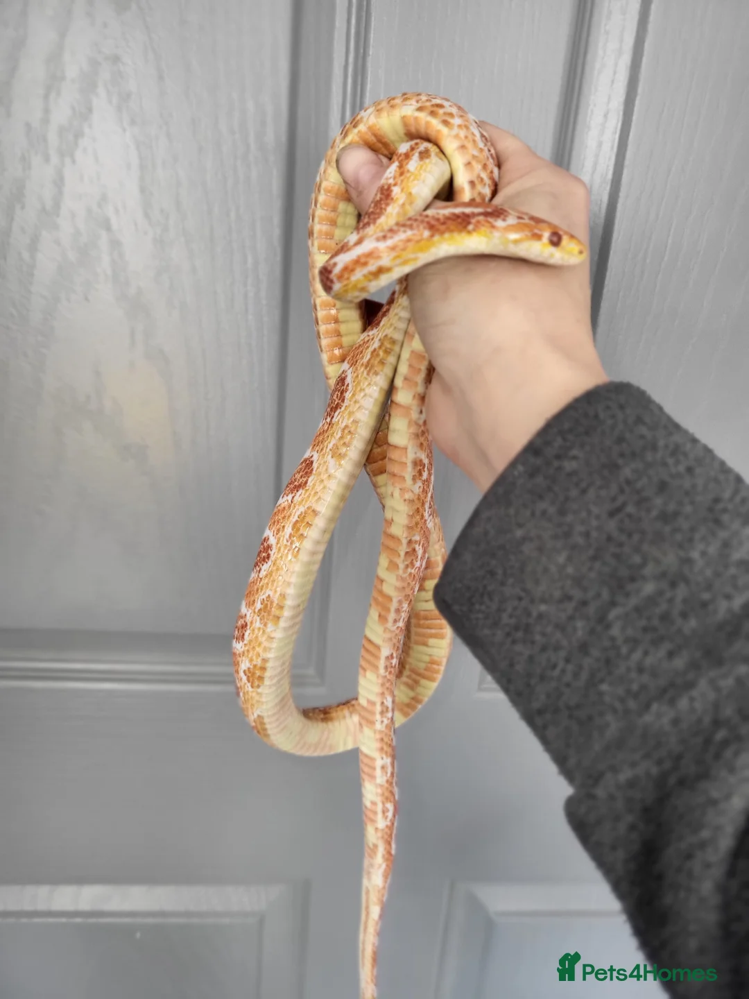 Corn Snake reptiles for sale: Fabulous to handle corn snakes - Advert 2