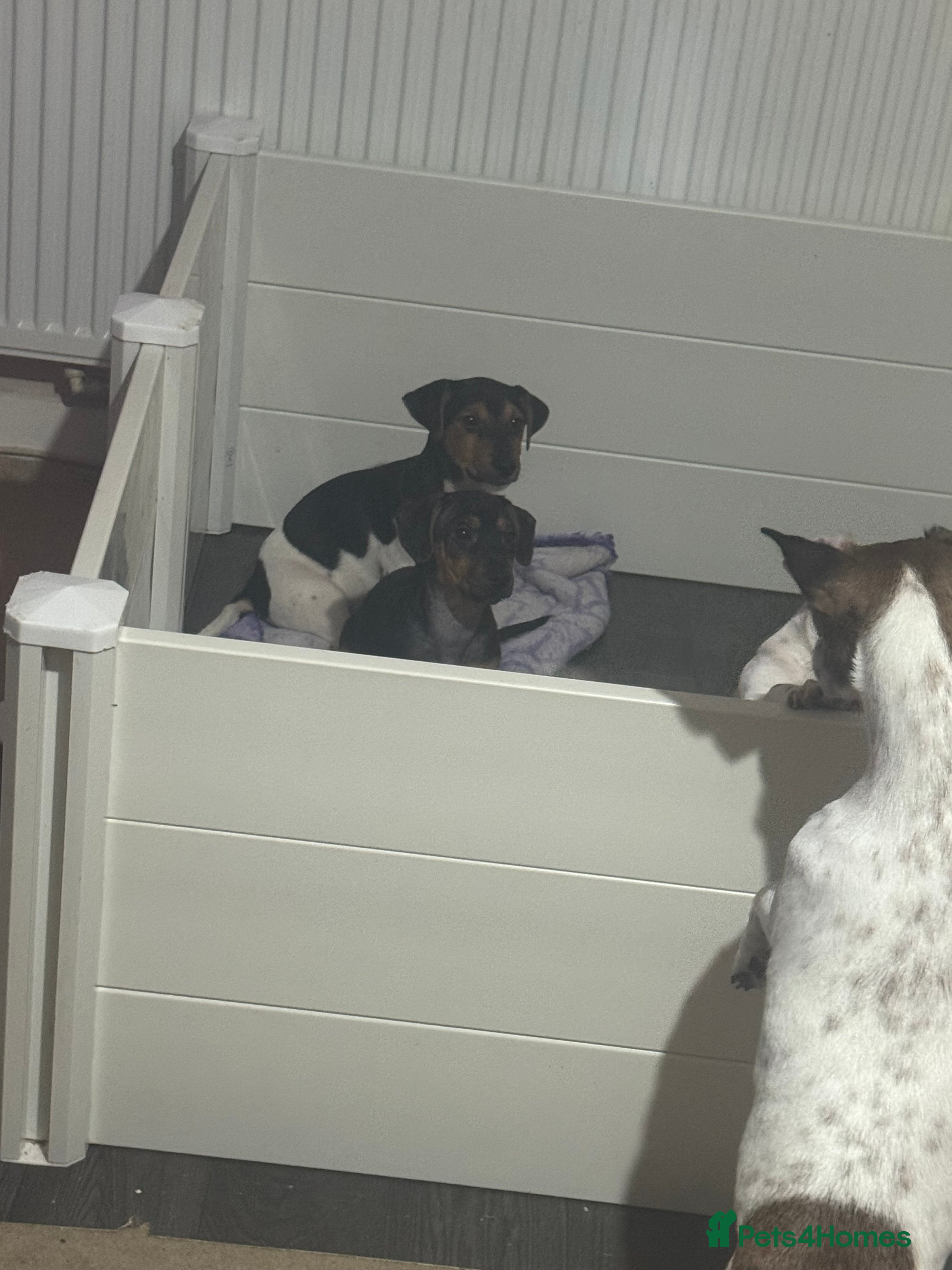 Jack Russell dogs LAST 2 Jack Russell Puppies READY TO GO - Advert 4