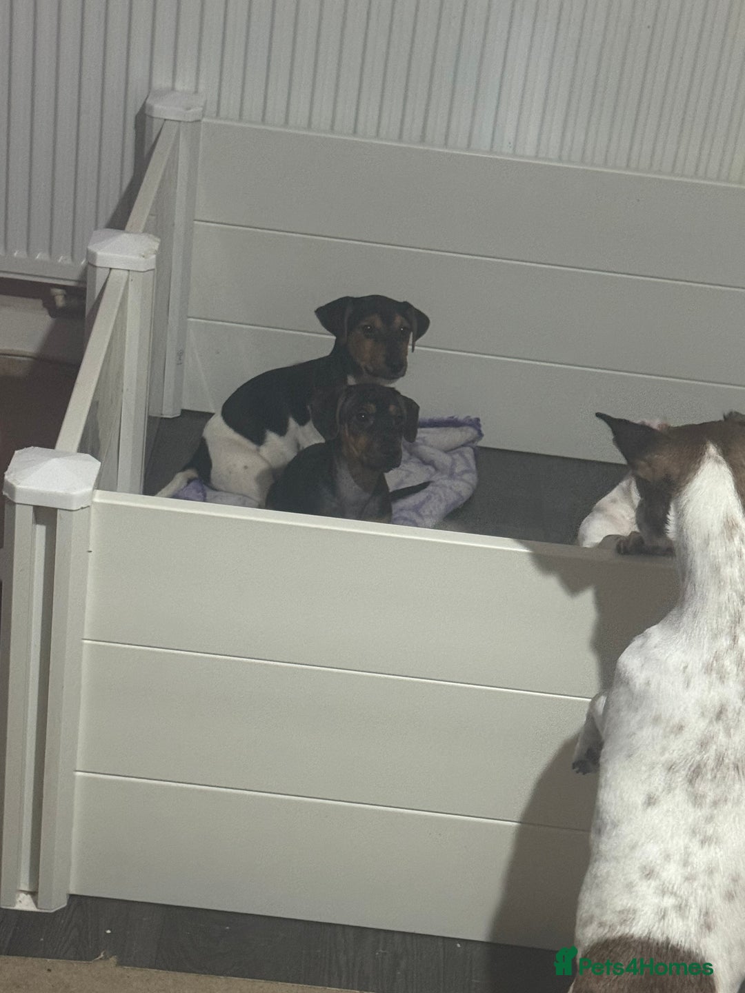 Jack Russell dogs for sale: LAST Jack Russell Puppy READY TO GO - Advert 5