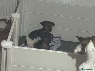 Jack Russell dogs LAST 2 Jack Russell Puppies READY TO GO - Advert 4