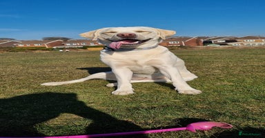 Labrador Retriever dogs - Advert 1