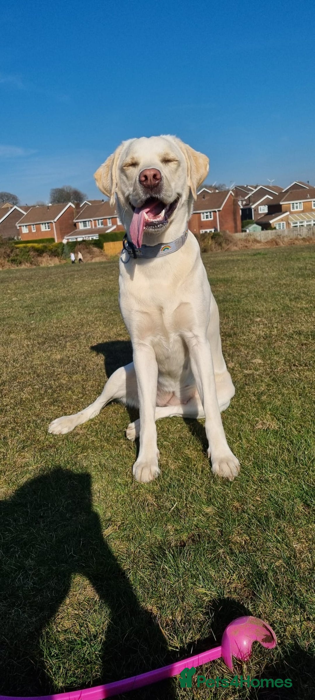 Labrador Retriever dogs for sale: Beautiful pedigree labrador puppies  - Image 3