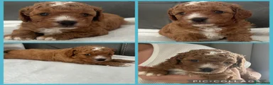 Cavapoo 1