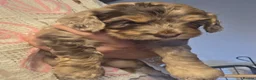 Cockapoo dogs for sale: Stunning health tested cockapoos - Advert 27
