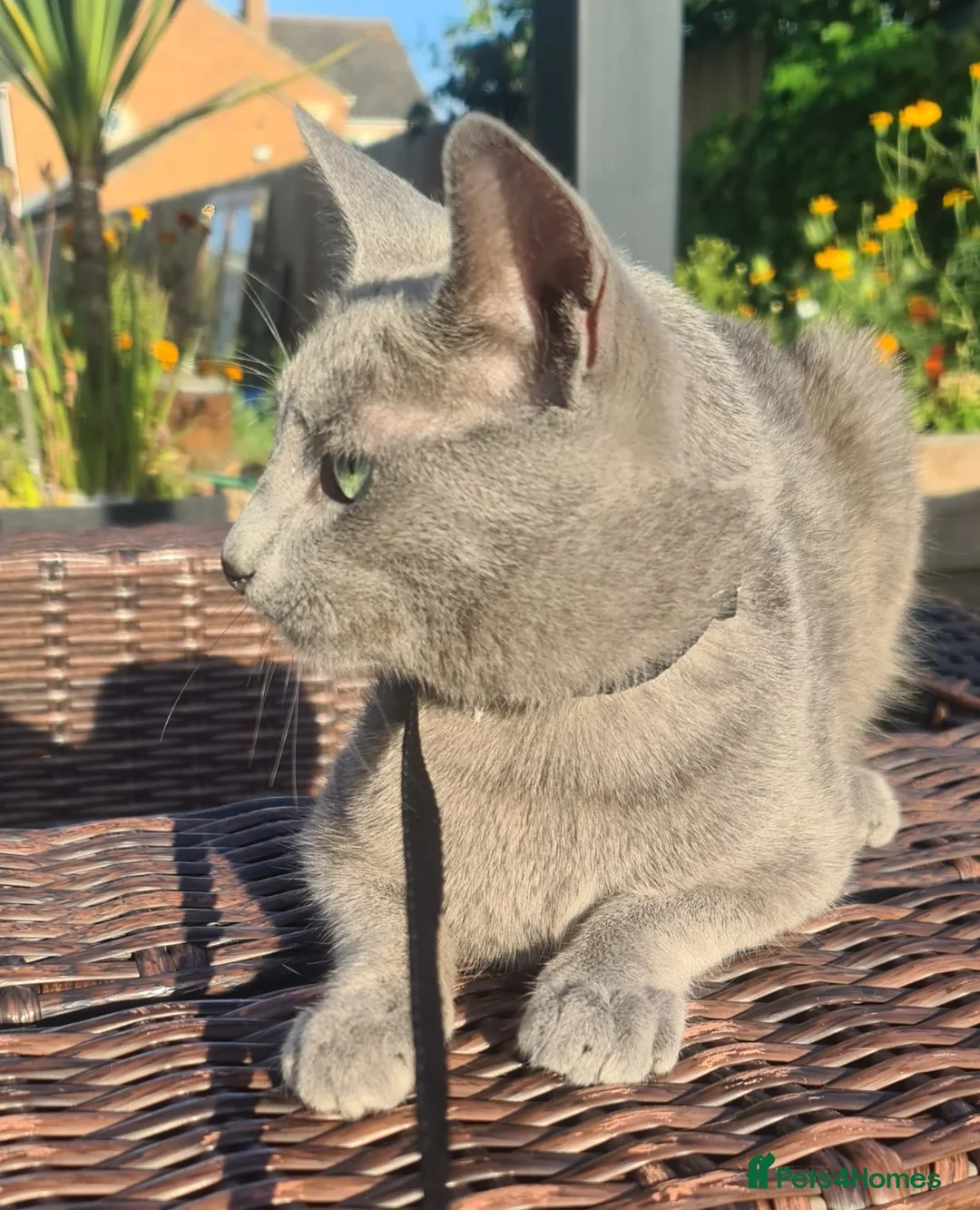 Russian Blue cats for stud: STUD Russian Blue CHAMPION GCCF & TICA - Advert 15
