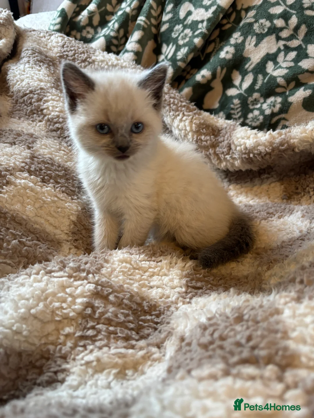Ragdoll cats for sale: 4 bundles of Ragdoll x joy - Advert 14