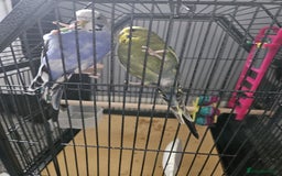 Budgerigars birds for sale: 2 Budgies - Image 5