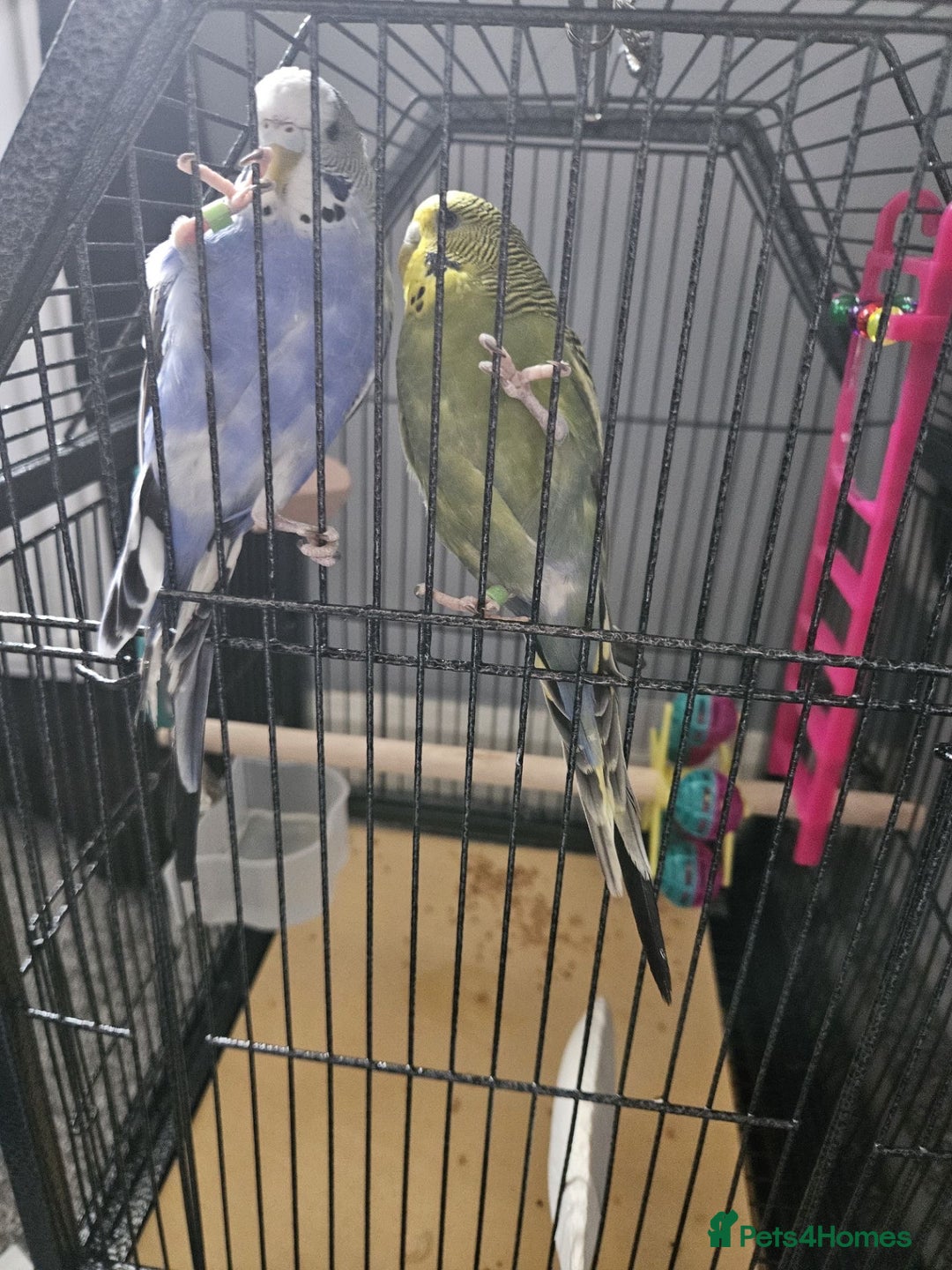 Budgerigars birds for sale: 2 Budgies - Image 5