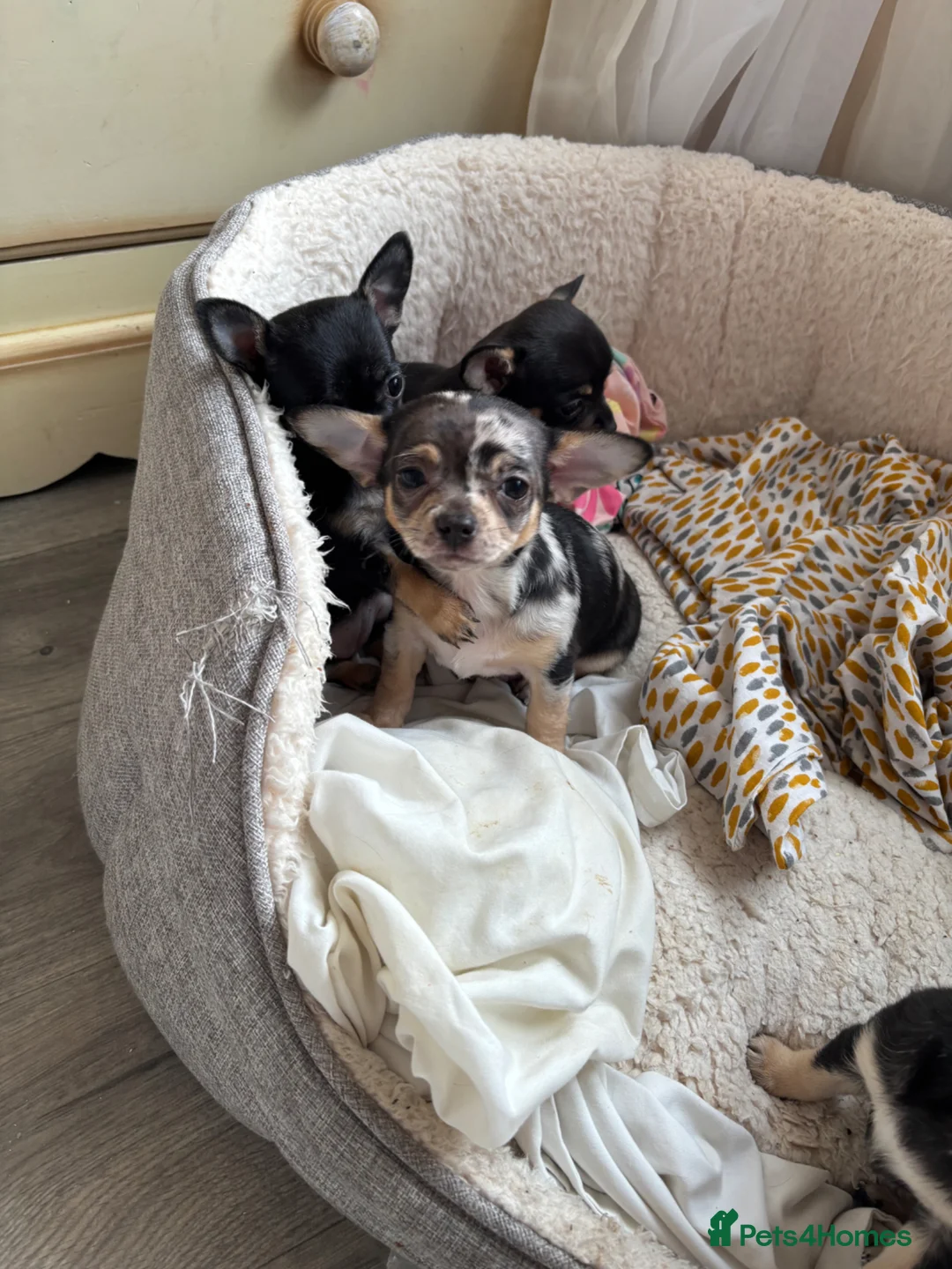 Chihuahua dogs for sale: Male Merle Chihuahua  in Colchester - Advert 2